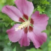 Altheastruik Op Stam (Hibiscus Syriacus 'Woodbridge') -Aanbiedingen Bloem Land Winkel hibiscus woodbridgev01 1