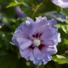 Altheastruik (Hibiscus Syriacus 'Blue Chiffon')