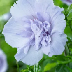 Altheastruik (Hibiscus Syriacus 'Blue Chiffon') 12 Altheastruik (Hibiscus Syriacus 'Blue Chiffon') -Aanbiedingen Bloem Land Winkel hibiscus blue chiffon 2
