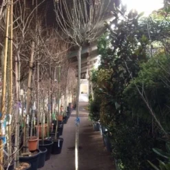 Altheastruik Als Boom (Hibiscus Syriacus 'Oiseau Blue') -Aanbiedingen Bloem Land Winkel hibiscus oiseau blue 1214 2 1