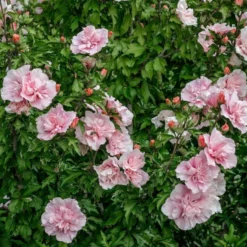 Altheastruik (Hibiscus Syriacus 'Pink Chiffon') -Aanbiedingen Bloem Land Winkel hibiscus pink chiffon 3