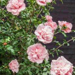 Altheastruik (Hibiscus Syriacus 'Pink Chiffon') -Aanbiedingen Bloem Land Winkel hibiscus pink chiffon 9