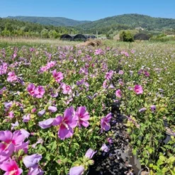 Altheastruik (Hibiscus Syriacus 'Rose Moon') -Aanbiedingen Bloem Land Winkel hibiscus rose moon 4
