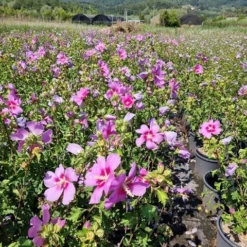 Altheastruik (Hibiscus Syriacus 'Rose Moon') -Aanbiedingen Bloem Land Winkel hibiscus rose moon 6
