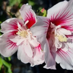 Altheastruik (Hibiscus Syriacus 'Starburst Chiffon') -Aanbiedingen Bloem Land Winkel hibiscus stardust chiffon 1