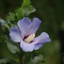 Altheastruik Op Stam (Hibiscus Syriacus 'Oiseau Blue') -Aanbiedingen Bloem Land Winkel hibiscus syr. oiseau blue 3