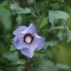Altheastruik Op Stam (Hibiscus Syriacus 'Oiseau Blue') -Aanbiedingen Bloem Land Winkel hibiscus syr oiseau bleu 2