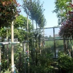 Altheastruik Als Boom (Hibiscus Syriacus 'Oiseau Blue') -Aanbiedingen Bloem Land Winkel hibiscus syriacus in soorten 10 12ho cont