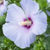 Altheastruik Op Stam (Hibiscus Syriacus 'Oiseau Blue') -Aanbiedingen Bloem Land Winkel hibiscus syriacus oiseau bleu