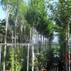 Altheastruik Als Boom (Hibiscus Syriacus 'Oiseau Blue') -Aanbiedingen Bloem Land Winkel hibiscus syriacus oiseau bleu 12 14ho cont