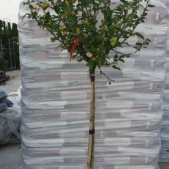 Altheastruik Op Stam (Hibiscus Syriacus 'Woodbridge') 7 Altheastruik Op Stam (Hibiscus Syriacus 'Woodbridge') -Aanbiedingen Bloem Land Winkel hibiscus woodbridge