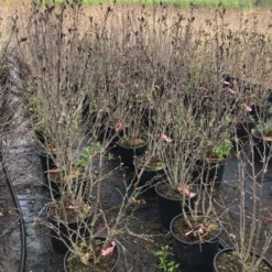 Altheastruik (Hibiscus Syriacus 'Pink Chiffon') -Aanbiedingen Bloem Land Winkel hibiscuspinkchiffon