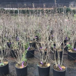 Altheastruik (Hibiscus Syriacus 'Purple Ruffles') -Aanbiedingen Bloem Land Winkel hibiscuspurpleruffles02