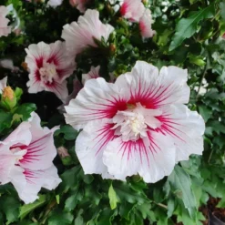 Altheastruik (Hibiscus Syriacus 'Starburst Chiffon') -Aanbiedingen Bloem Land Winkel hibiscusstarburstchiffon01