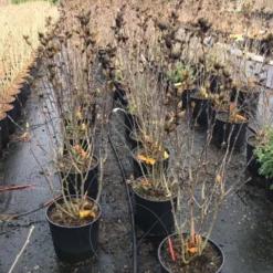 Altheastruik (Hibiscus Syriacus 'Starburst Chiffon') -Aanbiedingen Bloem Land Winkel hibiscusstarburstchiffon02