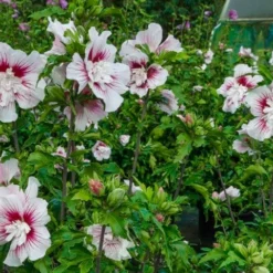 Altheastruik (Hibiscus Syriacus 'Starburst Chiffon') -Aanbiedingen Bloem Land Winkel hisrwoo6 hibiscus starburst chiffon flower
