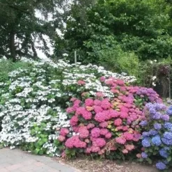 Hortensia (Hydrangea 'Endless Summer' Blauw) -Aanbiedingen Bloem Land Winkel hortensia 2
