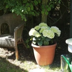 Hortensia (Hydrangea 'Endless Summer The Bride') -Aanbiedingen Bloem Land Winkel hortensia bol wit 1