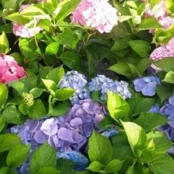 Hortensia (Hydrangea 'Endless Summer' Blauw) -Aanbiedingen Bloem Land Winkel hortensia endless summer
