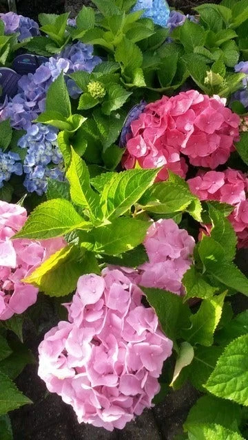 Hortensia (Hydrangea 'Endless Summer' Roze) 5 Hortensia (Hydrangea 'Endless Summer' Roze) - Afbeelding 3