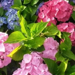 Hortensia (Hydrangea 'Endless Summer' Blauw) -Aanbiedingen Bloem Land Winkel hortensia endless summer 2 1