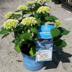 Hortensia (Hydrangea 'Endless Summer' Blauw) -Aanbiedingen Bloem Land Winkel hortensia endless summer 3
