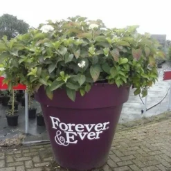 Hortensia Blauw (Hydrangea 'Forever&Ever') -Aanbiedingen Bloem Land Winkel hortensia forever ever 1