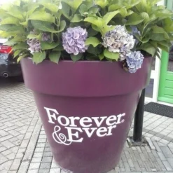 Hortensia Blauw (Hydrangea 'Forever&Ever') -Aanbiedingen Bloem Land Winkel hortensia forever ever 2