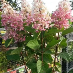 Pluimhortensia Op Stam (Hydrangea Paniculata 'Pinky Winky')