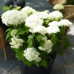 Hortensia (Hydrangea 'Strong Annabelle') -Aanbiedingen Bloem Land Winkel hydrangea arb incrediball