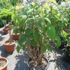 Fluweelhortensia (Hydrangea Aspera 'Macrophylla') -Aanbiedingen Bloem Land Winkel hydrangea aspera macrophylla 125 150 175 c50