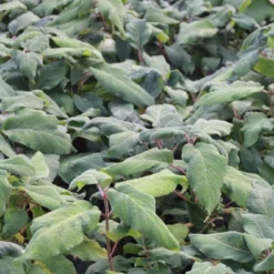 Fluweelhortensia (Hydrangea Aspera 'Macrophylla') -Aanbiedingen Bloem Land Winkel hydrangea aspera macrophylla 1