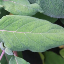 Fluweelhortensia (Hydrangea Aspera 'Macrophylla') -Aanbiedingen Bloem Land Winkel hydrangea aspera macrophylla 2