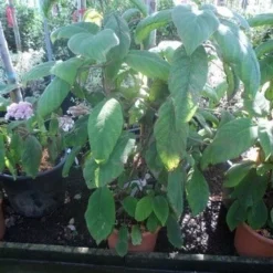 Fluweelhortensia (Hydrangea Aspera 'Sargentiana') -Aanbiedingen Bloem Land Winkel hydrangea aspera sargentiana 60 80 100 c15