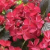Hortensia (Hydrangea Black Diamonds Dark Angel) -Aanbiedingen Bloem Land Winkel hydrangea black diamonds dark angel 2