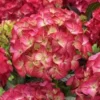 Hortensia (Hydrangea Black Diamonds Red Angel) 1 Hortensia (Hydrangea Black Diamonds Red Angel) -Aanbiedingen Bloem Land Winkel hydrangea black diamonds red angel 2