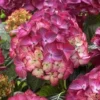 Hortensia (Hydrangea Black Diamonds Red Angel Purple) 2 Hortensia (Hydrangea Black Diamonds Red Angel Purple) -Aanbiedingen Bloem Land Winkel hydrangea black diamonds red angel purple 2