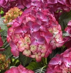 Hortensia (Hydrangea Black Diamonds Red Angel Purple)