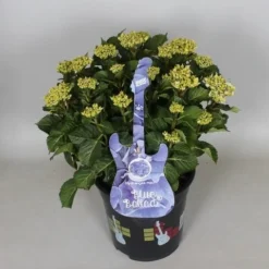 Hortensia Blue Ballad (Hydrangea 'Music Collection') -Aanbiedingen Bloem Land Winkel hydrangea blue ballad c5 3