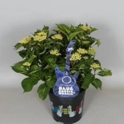 Hortensia Blue Boogiewoogie (Hydrangea 'Music Collection') -Aanbiedingen Bloem Land Winkel hydrangea blue boogiewoogie 3 1