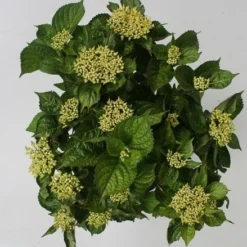 Hortensia Blue Boogiewoogie (Hydrangea 'Music Collection') -Aanbiedingen Bloem Land Winkel hydrangea blue boogiewoogie 4 1