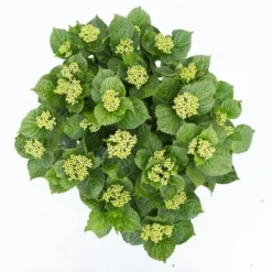 Hortensia Deep Purple Dance (Hydrangea 'Music Collection') -Aanbiedingen Bloem Land Winkel hydrangea deep purple dance c5 3