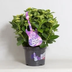 Hortensia Deep Purple Dance (Hydrangea 'Music Collection') -Aanbiedingen Bloem Land Winkel hydrangea deep purple dance c5 4