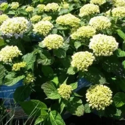Hortensia (Hydrangea 'Endless Summer The Bride') -Aanbiedingen Bloem Land Winkel hydrangea endless summer 1