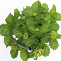 Hortensia Blauw (Hydrangea 'Forever&Ever') -Aanbiedingen Bloem Land Winkel hydrangea forever ever blue boven bewerkt