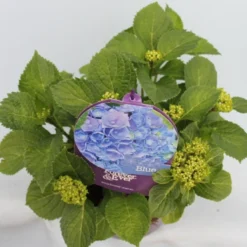 Hortensia Blauw (Hydrangea 'Forever&Ever') -Aanbiedingen Bloem Land Winkel hydrangea forever ever blue hoek bewerkt