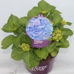 Hortensia Blauw (Hydrangea 'Forever&Ever') -Aanbiedingen Bloem Land Winkel hydrangea forever ever blue voor bewerkt