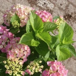 Hortensia Roze (Hydrangea 'Forever&Ever' Pink) 14 Hortensia Roze (Hydrangea 'Forever&Ever' Pink) -Aanbiedingen Bloem Land Winkel hydrangea forever ever pink 1