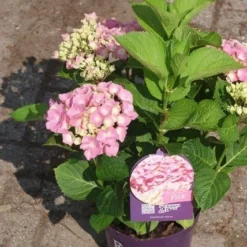 Hortensia Roze (Hydrangea 'Forever&Ever' Pink) 19 Hortensia Roze (Hydrangea 'Forever&Ever' Pink) -Aanbiedingen Bloem Land Winkel hydrangea forever ever pink 3