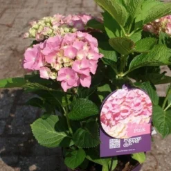 Hortensia Roze (Hydrangea 'Forever&Ever' Pink) 20 Hortensia Roze (Hydrangea 'Forever&Ever' Pink) -Aanbiedingen Bloem Land Winkel hydrangea forever ever pink 4